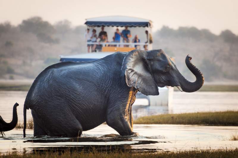 15 Days Namibia Botswana and Vic Falls Itinerary - Sharing our adventure please tips on how to plan your own African adventure. Everything from driving in Africa, safari tours, where to stay, Victoria Falls adventures, Botswana safari, Namibian dunes and More! #sossusvlei #dun45 #dune7 #chobe #vicfalls #livingstone #zambia #mosioatunya #nationalpark #safari #africa #traveltips #adventureawaits #etosha 15 Days Namibia Botswana and Vic Falls Itinerary - Sharing our adventure please tips on how to plan your own African adventure. Everything from driving in Africa, safari tours, where to stay, Victoria Falls adventures, Botswana safari, Namibian dunes and More! #sossusvlei #dun45 #dune7 #chobe #vicfalls #livingstone #zambia #mosioatunya #nationalpark #safari #africa #traveltips #adventureawaits #etosha