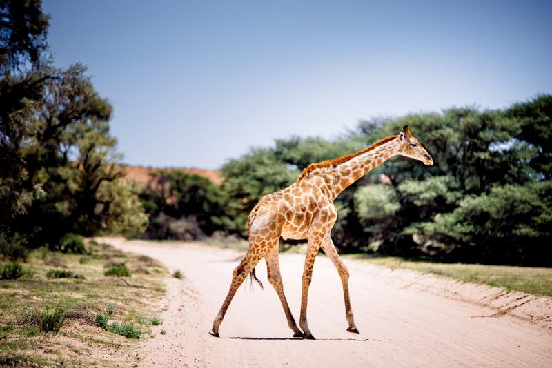 Road trip in Botswana - Everything You Need To Know About Driving In Botswana #africa #adventures #roadtrip #amazing #dreamtrip #safari# chobe# nationalpark #okavangodelta Road trip in Botswana - Everything You Need To Know About Driving In Botswana