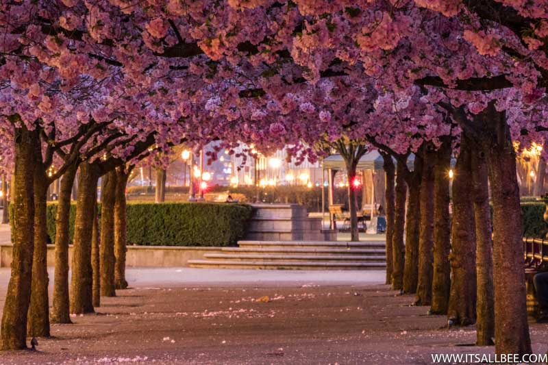 While Japan may be beautiful you don’t have to travel that far to see the sakura festival. Cherry blossoms in Europe are plenty as you will see in the list of cites you can see the Sakura in Europe. Many of which will surprise you! Cherry Blossoms In Europe