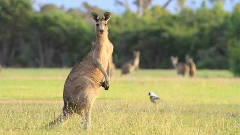 Guide to the best weekend getaways from Sydney all within a short drive. Quick and relaxing escapes from romantic escapes as well as quick family breaks. #itsallbee #traveltips #aussie #downunder #breaks #weekendtrips #adventure #spa #relaxing | cheap weekend getaways sydney | weekend breaks from sydney | long weekend getaways from sydney | weekend escapes from sydney | romantic weekend getaways sydney | short trips from sydney gtaways near sydney | best weekend getaways from sydney